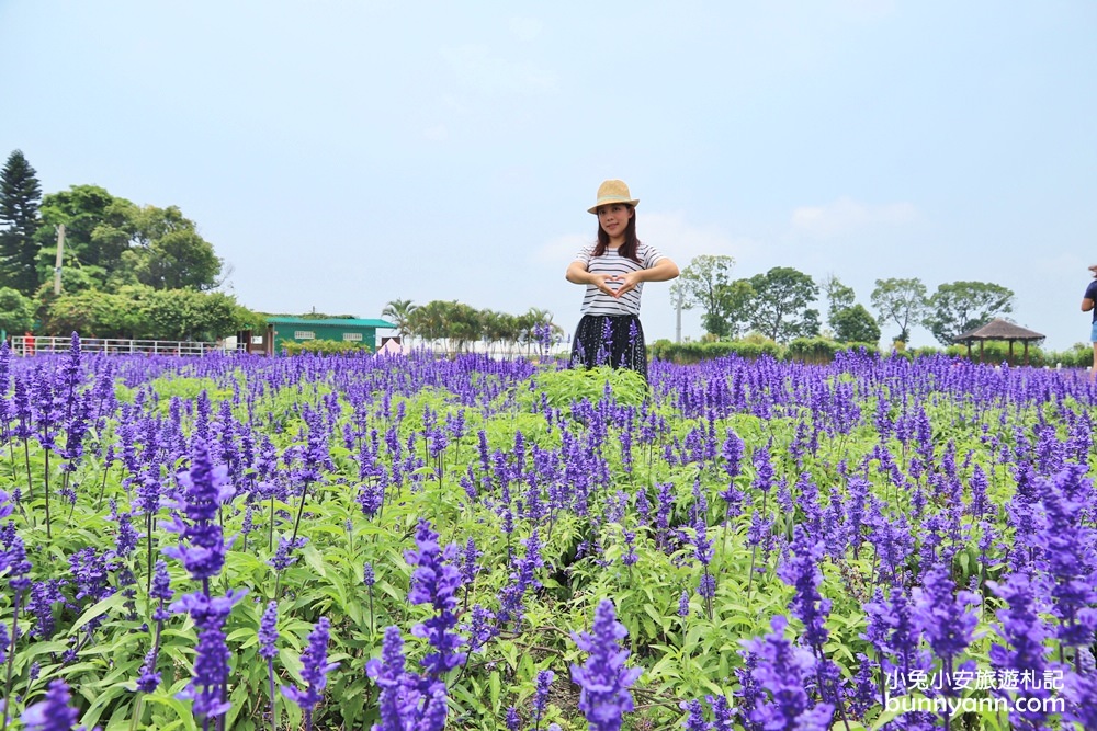 2023中社花市詳細介紹，浪漫紫色鼠尾草花田、台中最美景點!!