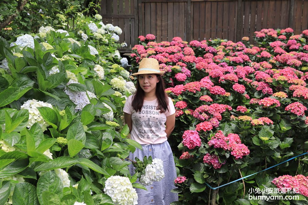 陽明山「花谷繡球花」花谷海芋園最新花況，繽紛花球綻放中