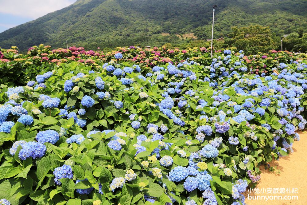 竹子湖「高家繡球花田水尾第二園區」賞花門票資訊分享