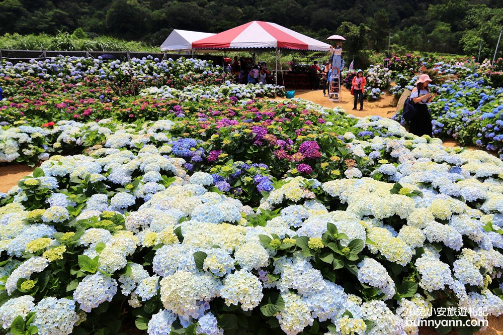 竹子湖「高家繡球花田水尾第二園區」賞花門票資訊分享