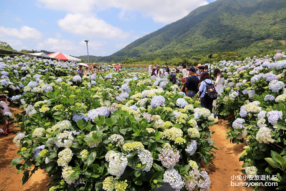 竹子湖「高家繡球花田水尾第二園區」賞花門票資訊分享