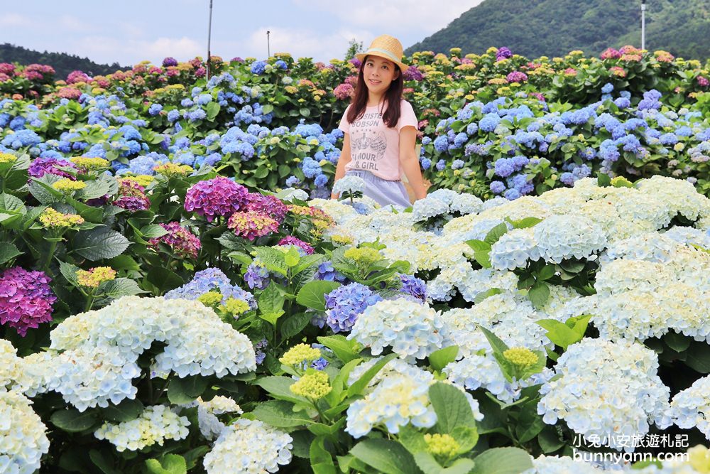 竹子湖「高家繡球花田水尾第二園區」賞花門票資訊分享