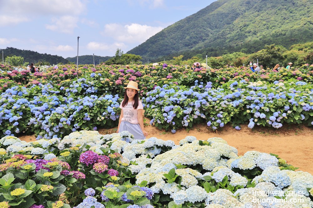 竹子湖「高家繡球花田水尾第二園區」賞花門票資訊分享