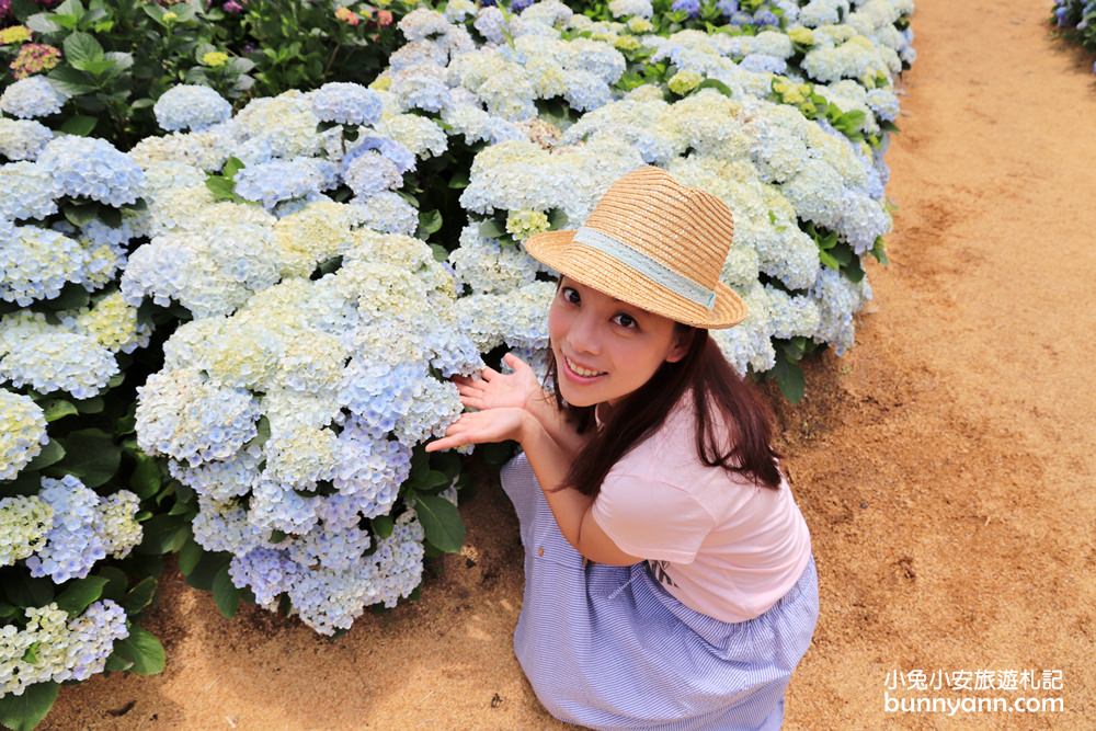 竹子湖「高家繡球花田水尾第二園區」賞花門票資訊分享