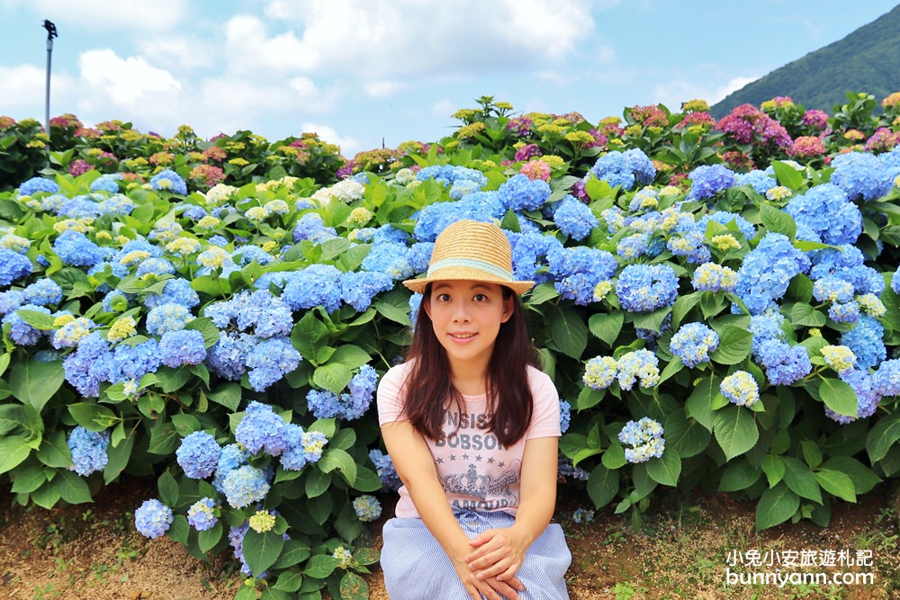 竹子湖「高家繡球花田水尾第二園區」賞花門票資訊分享