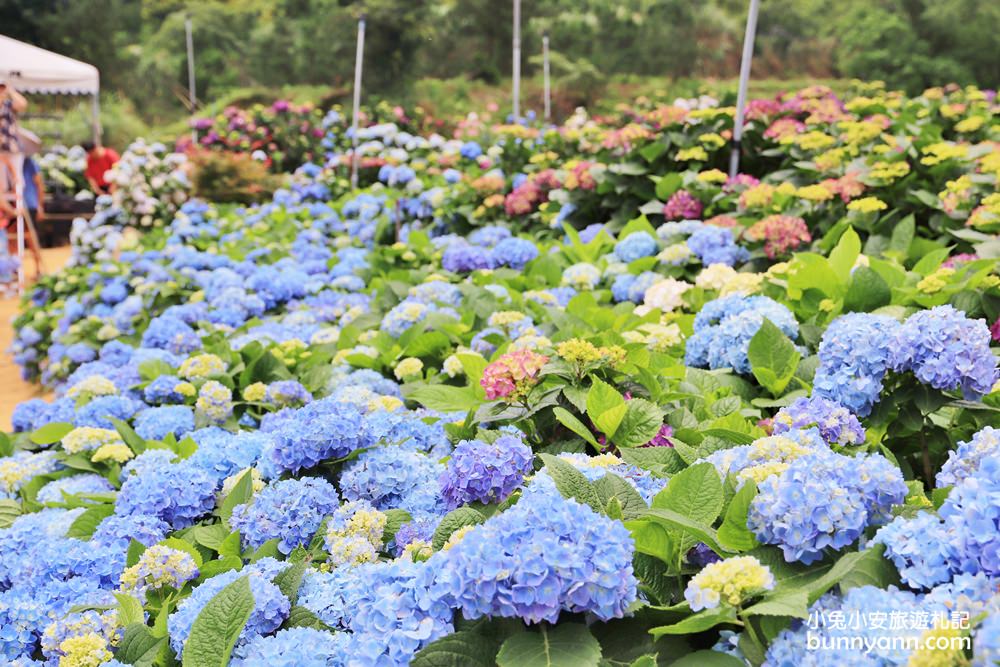 竹子湖「高家繡球花田水尾第二園區」賞花門票資訊分享