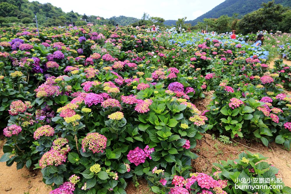 竹子湖「高家繡球花田水尾第二園區」賞花門票資訊分享