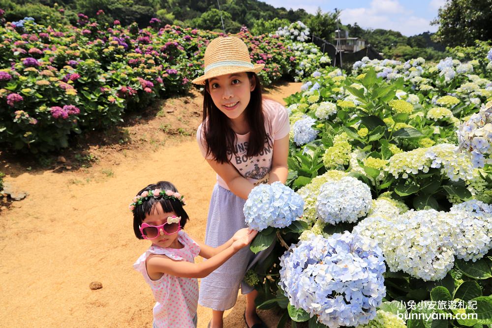 竹子湖「高家繡球花田水尾第二園區」賞花門票資訊分享