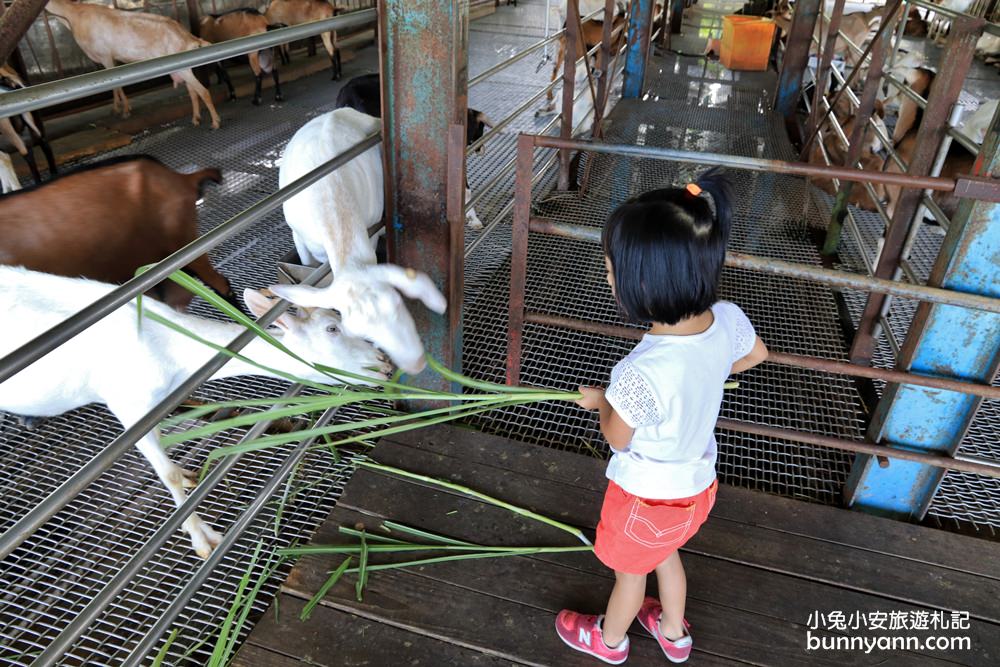 宜蘭景點》宜農牧場，150元就能餵豬、餵羊、餵小白兔，宜蘭CP值最高牧羊場！