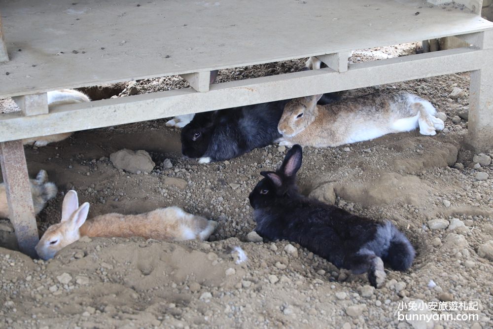 苗栗景點》棗莊可愛動物庭園，免費玩迷你農場，親子沙坑與美麗田野風光~