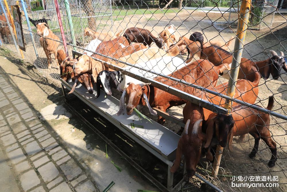 台南景點》樹谷農場，超多可愛小動物能餵食，還有樹屋溜滑梯與大沙坑好放電～