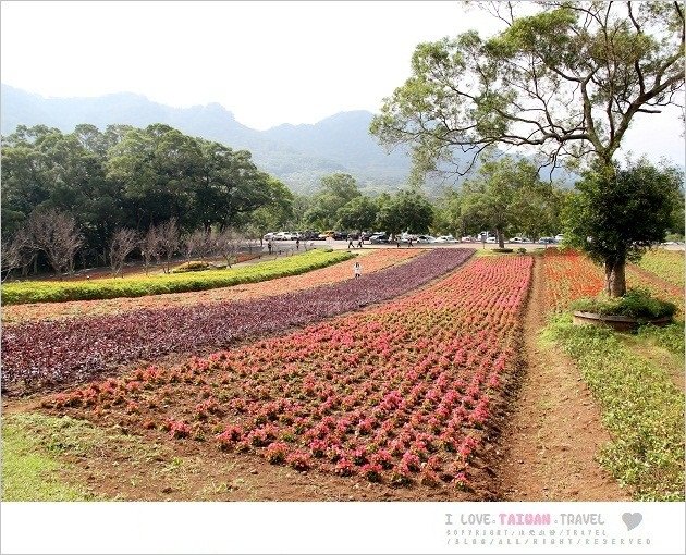 桃園景點》大溪花海農場，神秘復活島摩艾石像，全新優雅英國館秘密花園登場~