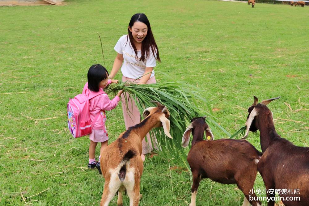 台東好玩的【原生應用植物園】被羊跟鴕鳥包圍了！