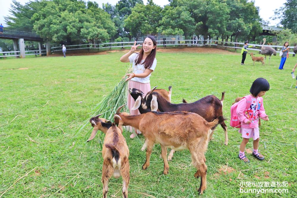 台東好玩的【原生應用植物園】被羊跟鴕鳥包圍了！