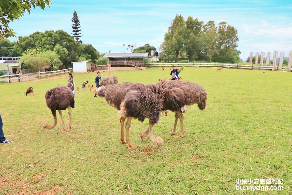 台東好玩的【原生應用植物園】被羊跟鴕鳥包圍了！