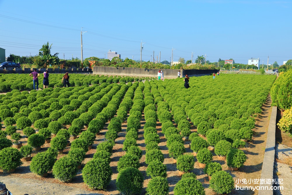 彰化一日遊》波波草和小葉欖仁森林這樣玩，夢幻仙境、多肉庭院、百萬夜景一次ＧＥＴ！