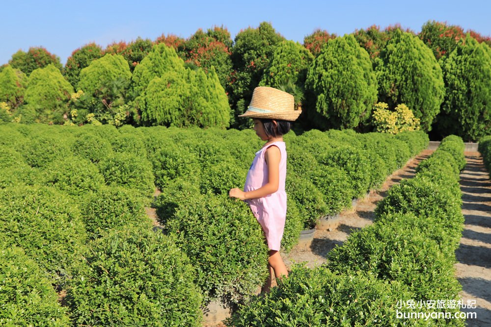 彰化田尾》幸福丸子台版抹茶波波草，一球一球抹茶冰淇淋翻滾中(已歇園)～