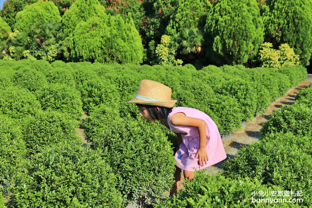 彰化田尾》幸福丸子台版抹茶波波草，一球一球抹茶冰淇淋翻滾中(已歇園)～