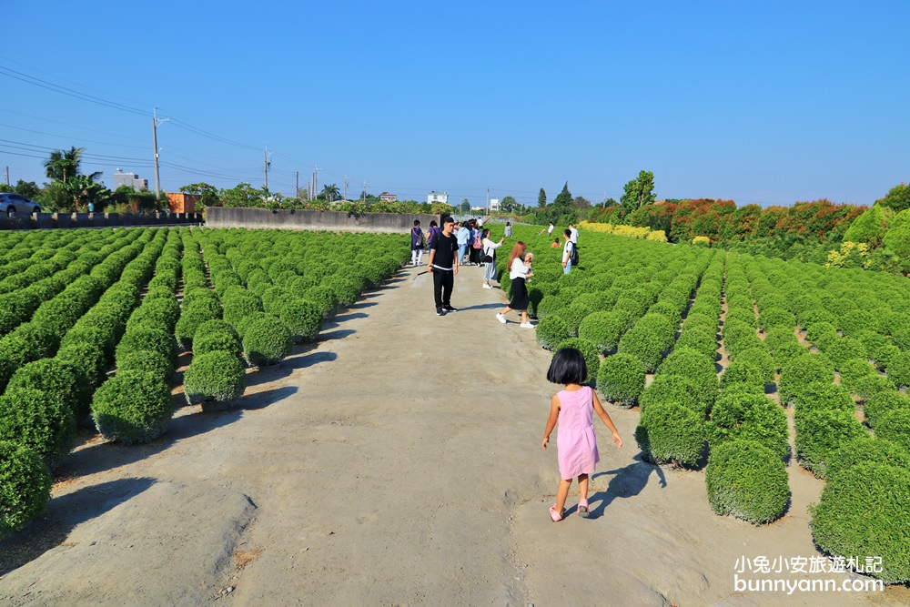 彰化田尾》幸福丸子台版抹茶波波草，一球一球抹茶冰淇淋翻滾中(已歇園)～