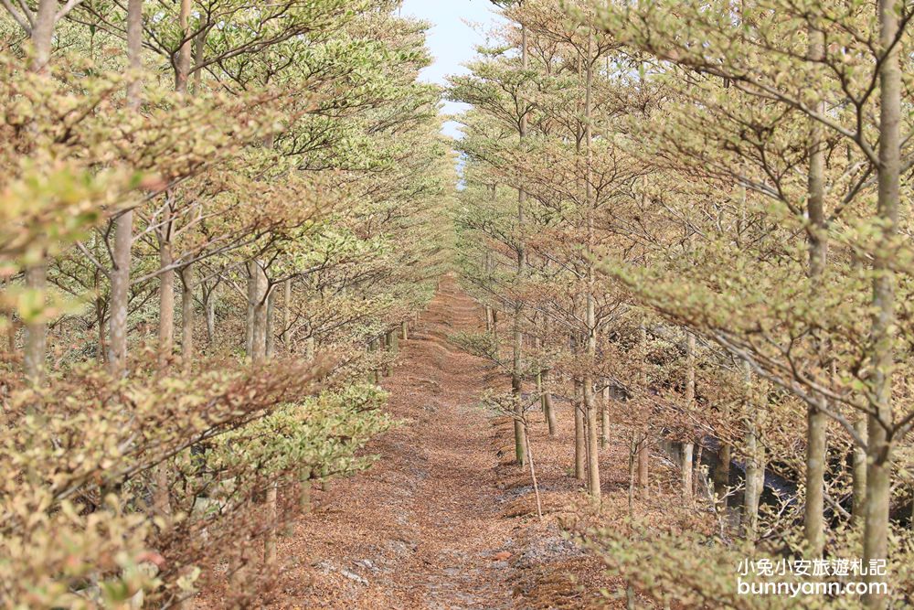 彰化景點》田尾小葉欖仁森林，美拍韓劇冬季戀歌浪漫邂逅場景！