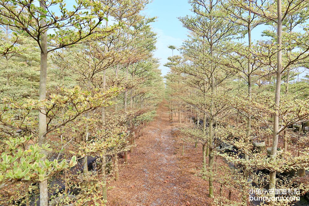 彰化景點》田尾小葉欖仁森林，美拍韓劇冬季戀歌浪漫邂逅場景！