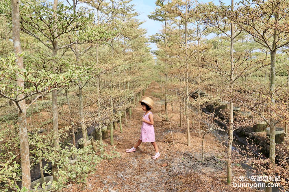 彰化景點》田尾小葉欖仁森林，美拍韓劇冬季戀歌浪漫邂逅場景！