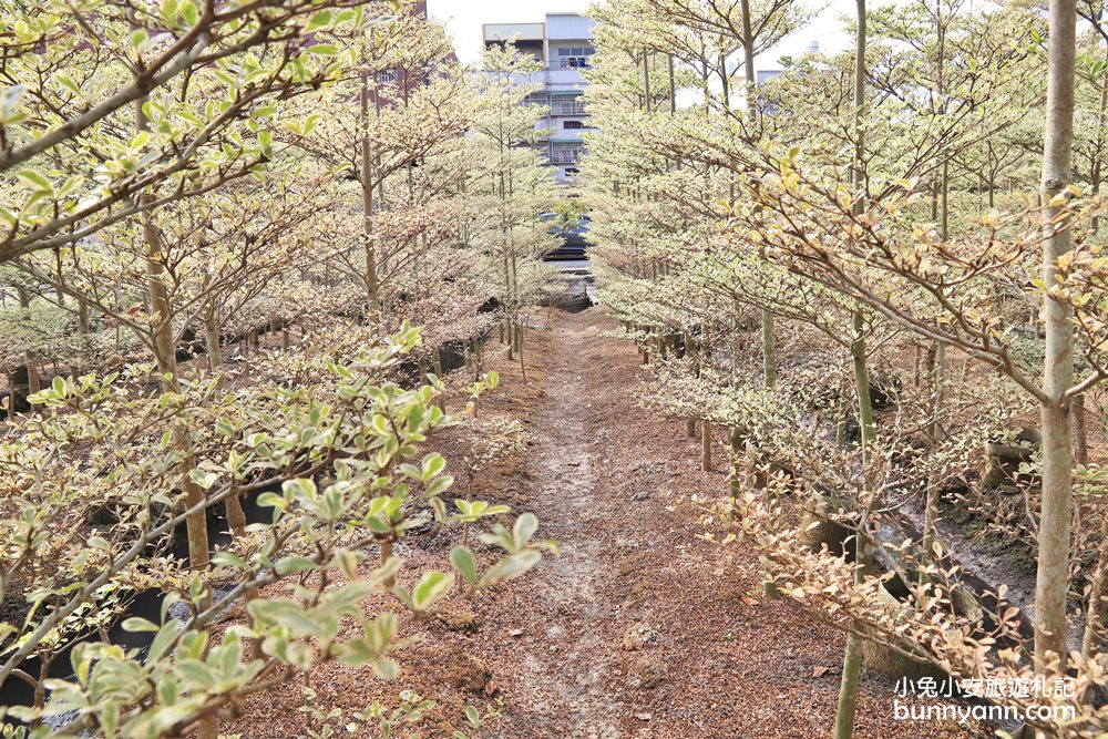 彰化景點》田尾小葉欖仁森林，美拍韓劇冬季戀歌浪漫邂逅場景！