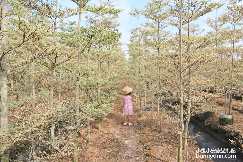 彰化景點》田尾小葉欖仁森林，美拍韓劇冬季戀歌浪漫邂逅場景！