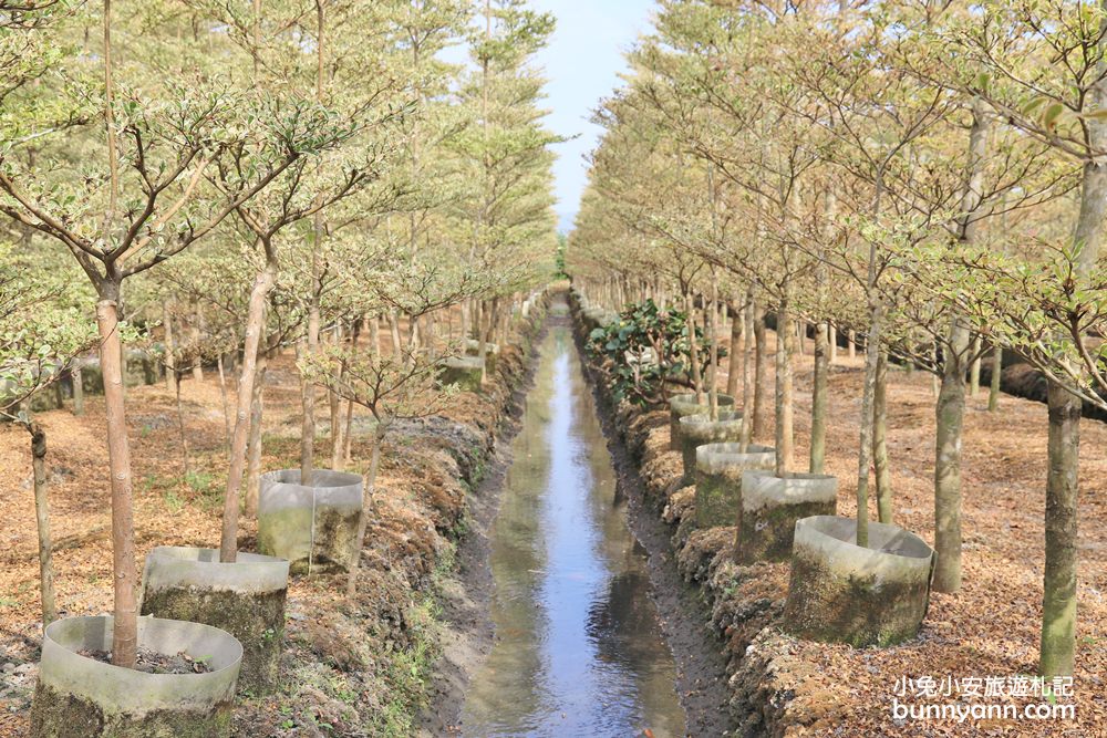 彰化景點》田尾小葉欖仁森林，美拍韓劇冬季戀歌浪漫邂逅場景！