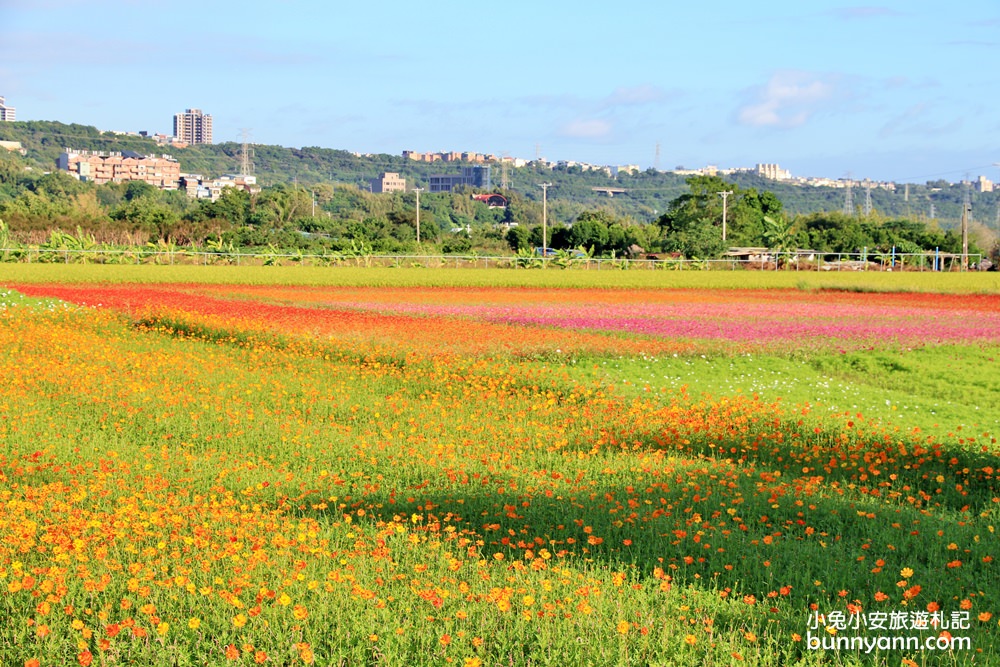 大溪花海節》2019桃園花彩節大溪展區，夢幻花海迷宮、彩虹花田浪漫登場!