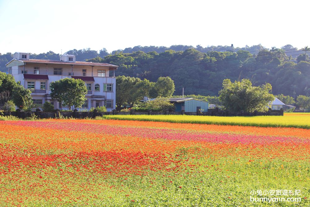 大溪花海節》2019桃園花彩節大溪展區，夢幻花海迷宮、彩虹花田浪漫登場!