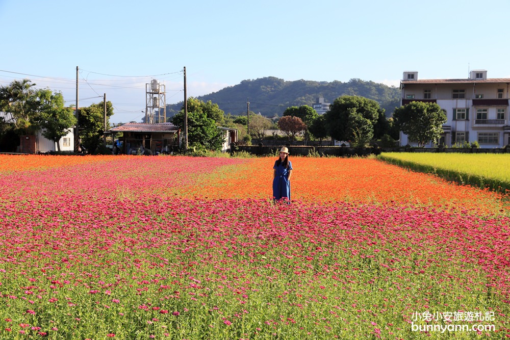 大溪花海節》2019桃園花彩節大溪展區，夢幻花海迷宮、彩虹花田浪漫登場!