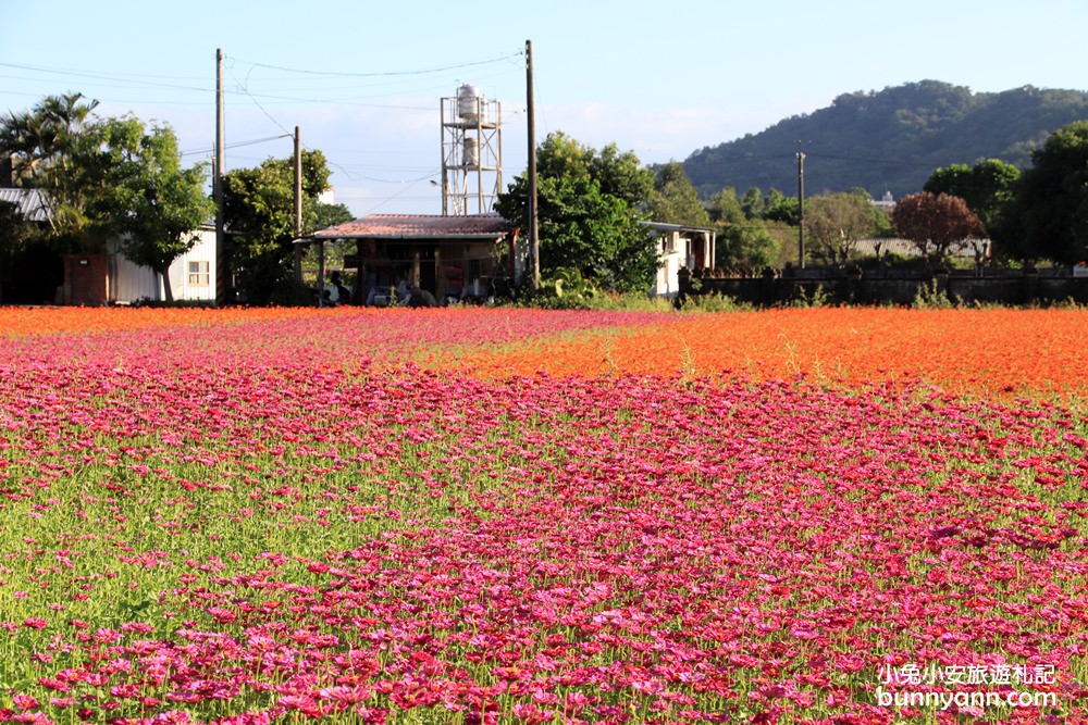 大溪花海節》2019桃園花彩節大溪展區，夢幻花海迷宮、彩虹花田浪漫登場!