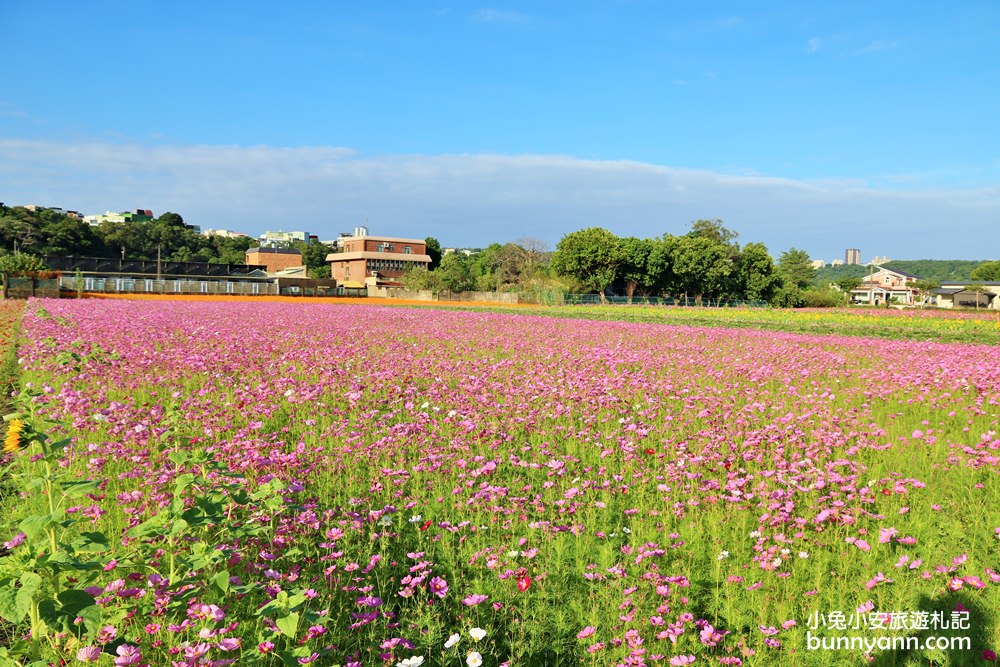 大溪花海節》2019桃園花彩節大溪展區，夢幻花海迷宮、彩虹花田浪漫登場!