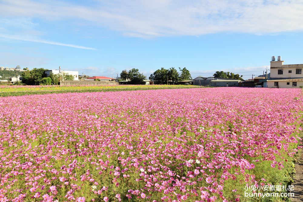 大溪花海節》2019桃園花彩節大溪展區，夢幻花海迷宮、彩虹花田浪漫登場!