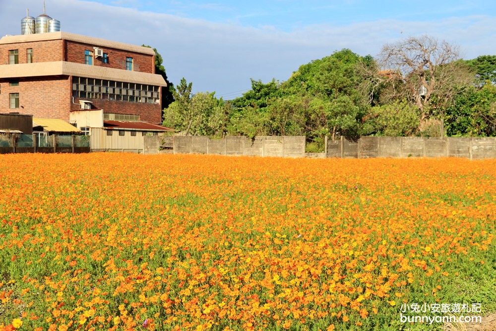 大溪花海節》2019桃園花彩節大溪展區，夢幻花海迷宮、彩虹花田浪漫登場!