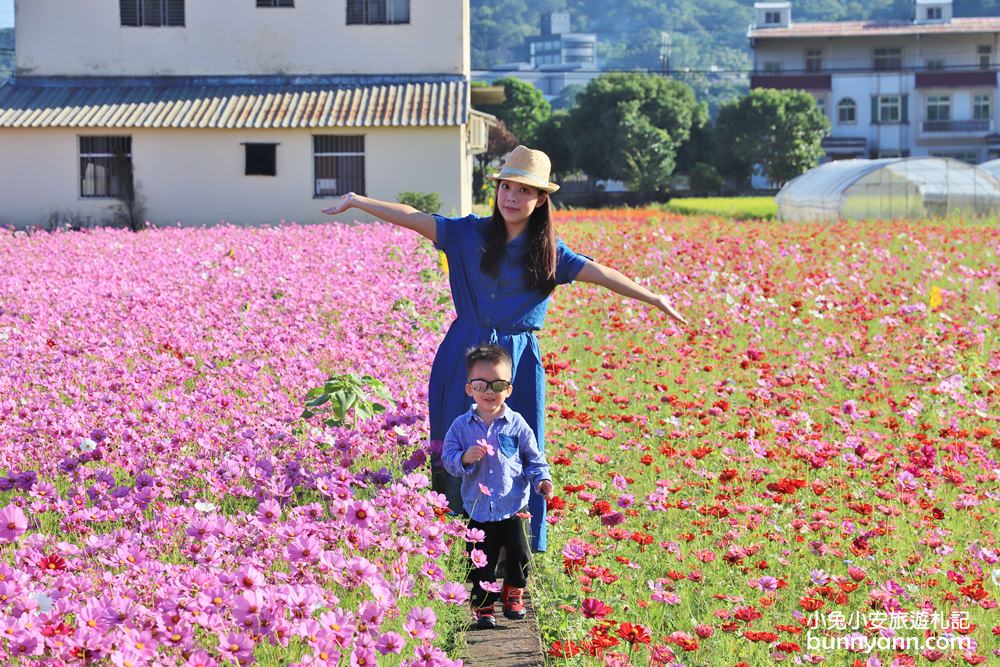 大溪花海節》2019桃園花彩節大溪展區，夢幻花海迷宮、彩虹花田浪漫登場!