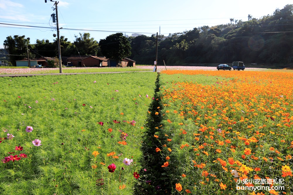 大溪花海節》2019桃園花彩節大溪展區，夢幻花海迷宮、彩虹花田浪漫登場!