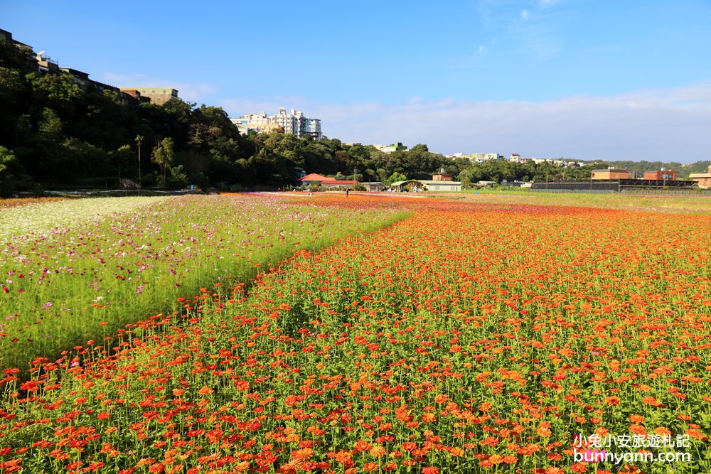 大溪花海節》2019桃園花彩節大溪展區，夢幻花海迷宮、彩虹花田浪漫登場!