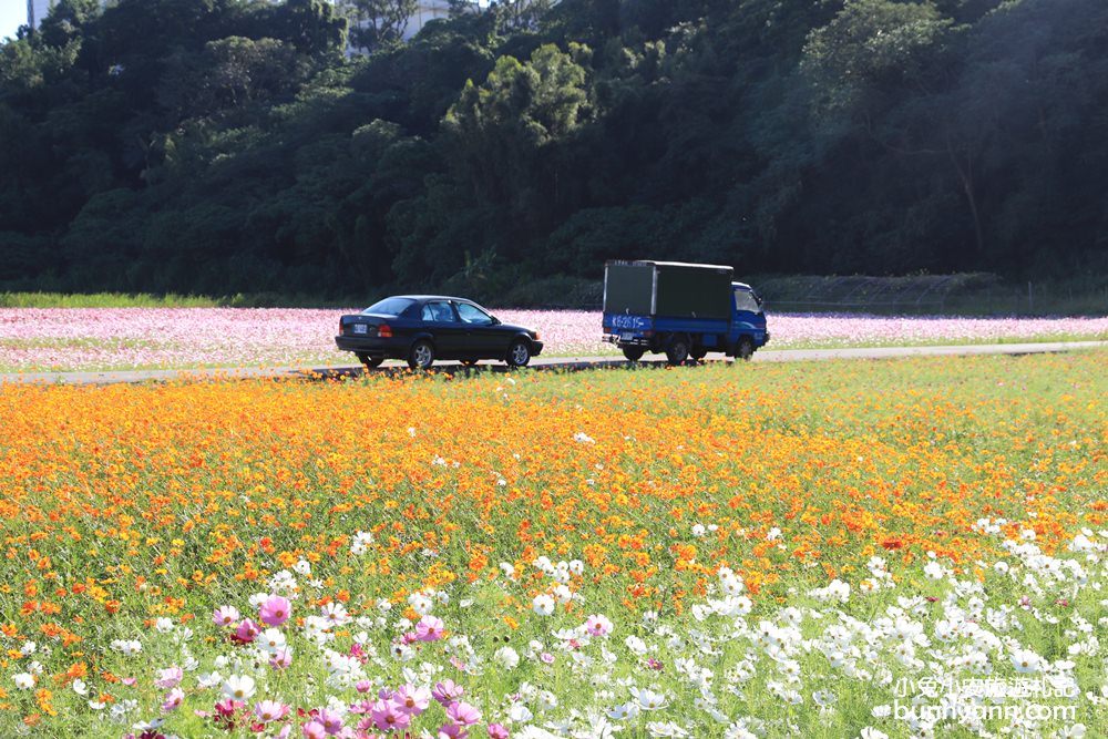 大溪花海節》2019桃園花彩節大溪展區，夢幻花海迷宮、彩虹花田浪漫登場!