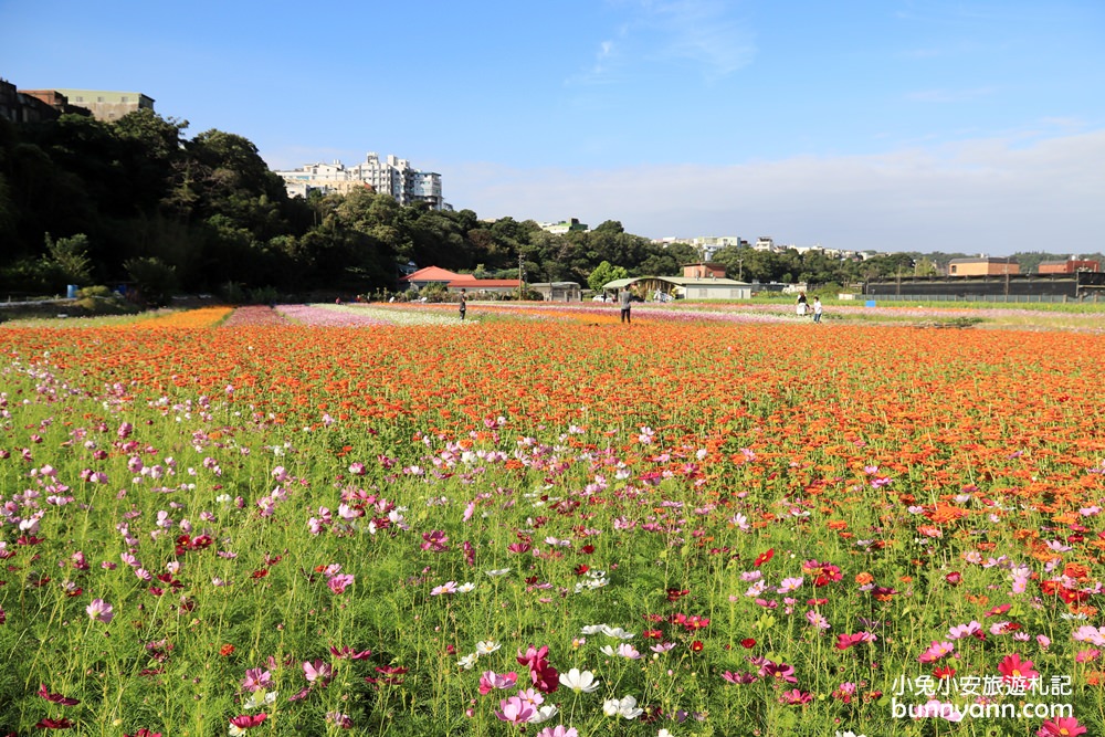 大溪花海節》2019桃園花彩節大溪展區，夢幻花海迷宮、彩虹花田浪漫登場!