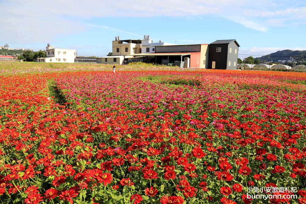 大溪花海節》2019桃園花彩節大溪展區，夢幻花海迷宮、彩虹花田浪漫登場!