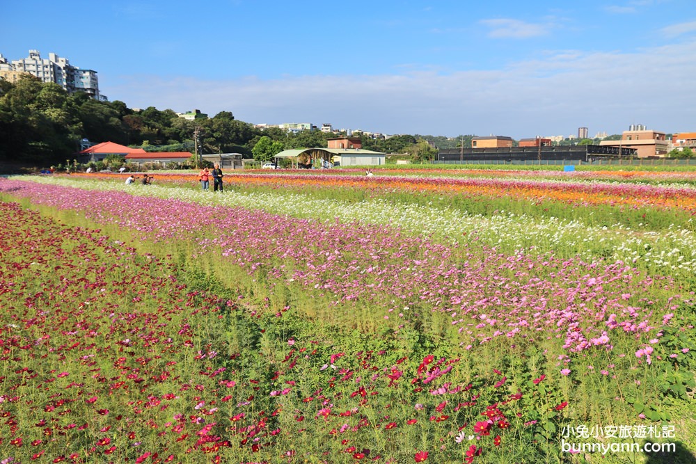 大溪花海節》2019桃園花彩節大溪展區，夢幻花海迷宮、彩虹花田浪漫登場!