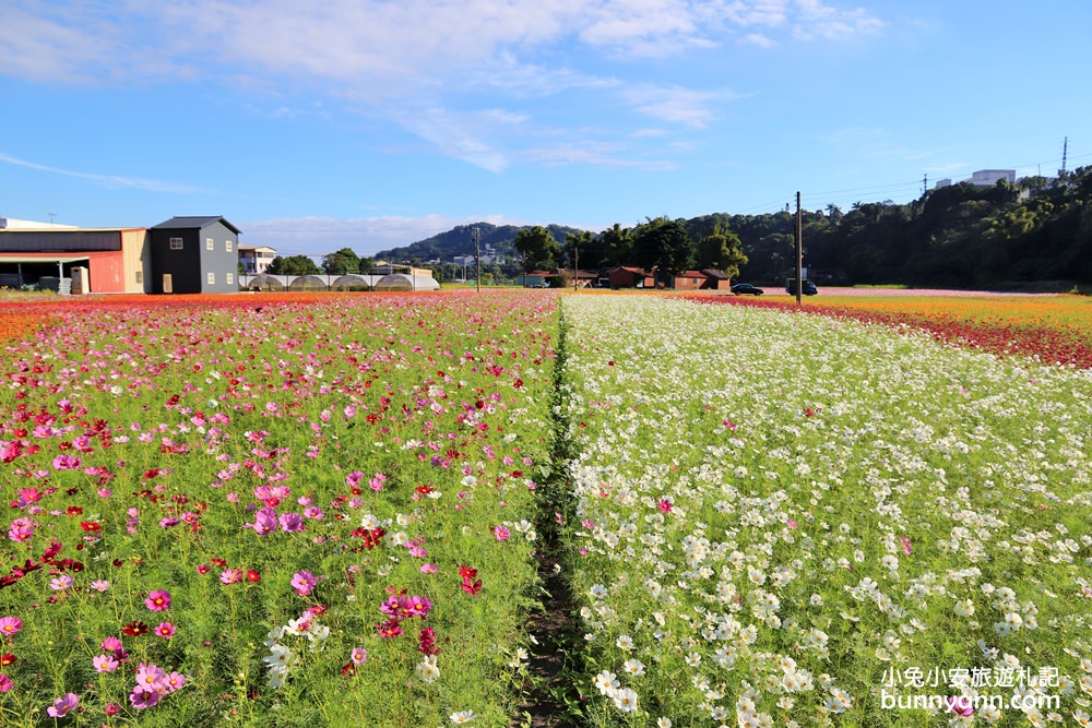 大溪花海節》2019桃園花彩節大溪展區，夢幻花海迷宮、彩虹花田浪漫登場!