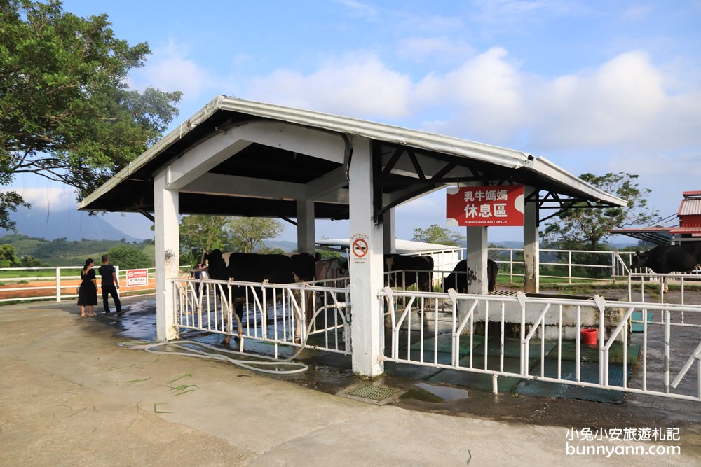 台東【初鹿牧場】與可愛乳牛互動，附近景點與門票優惠分享