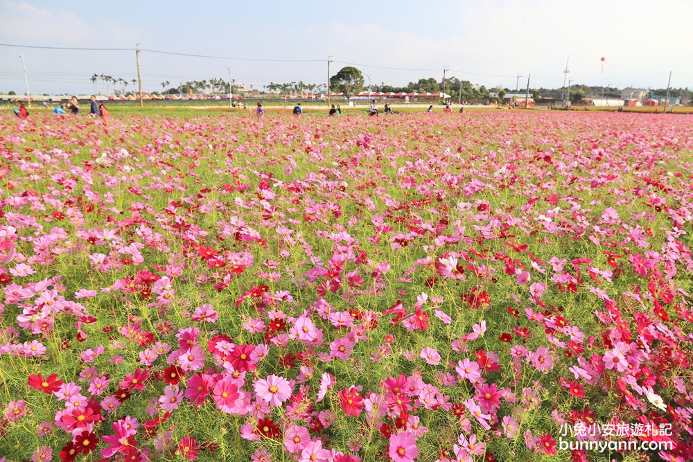 2023【新社花海】飛天漂浮城堡，超美花毯節11/11登場