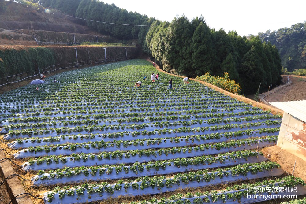 苗栗景點》大湖草莓季，馬拉邦山金鑽草莓園，蘋果草莓好甜！