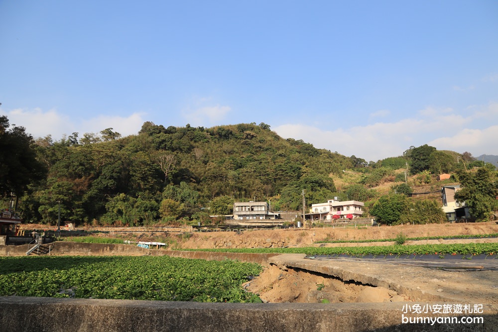 苗栗景點》大湖草莓季，馬拉邦山金鑽草莓園，蘋果草莓好甜！