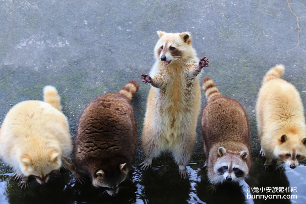 新光兆豐農場》墾夢莊園，門票優惠整理，一大群好可愛的浣熊!!