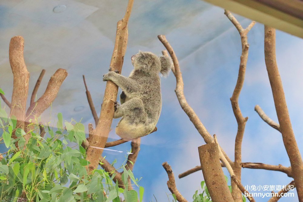 來逛動物園、海洋公園放鬆一下，在家也能看河馬，水豚君就是這麼簡單